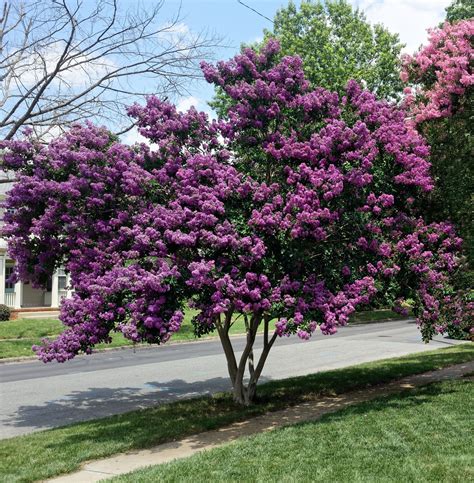 Decorating with Lumar Magic Crape Myrtle: Tips for Stunning Displays